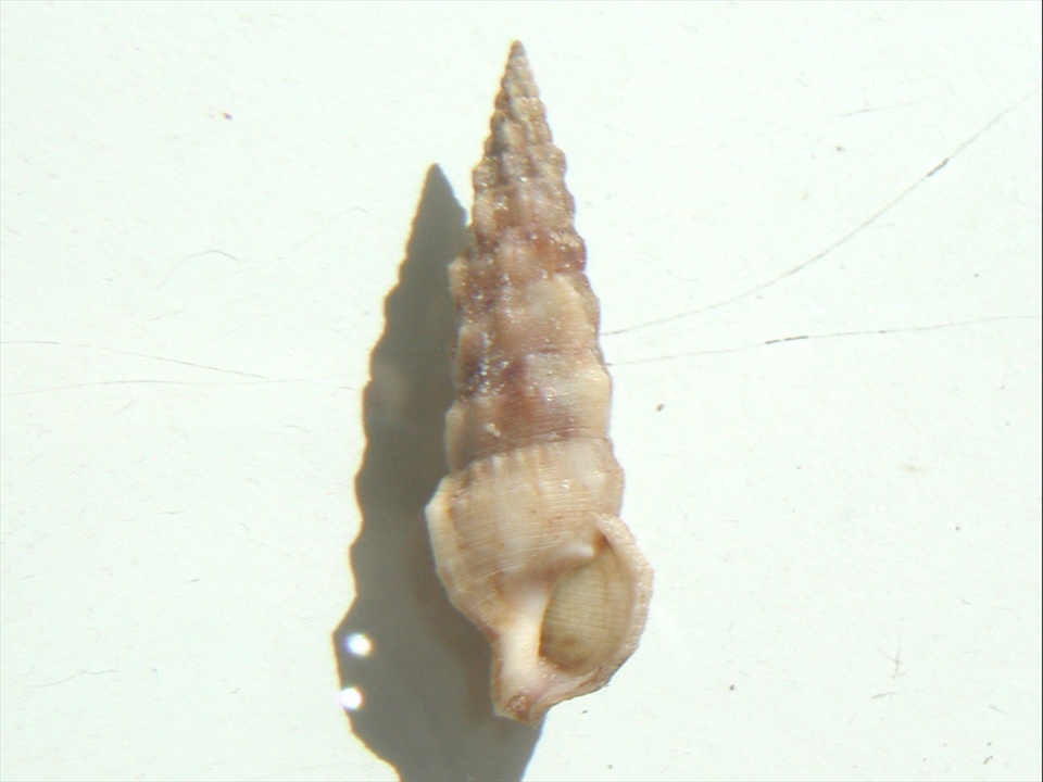 Famiglia Cerithiidae ,Genere Cerithium